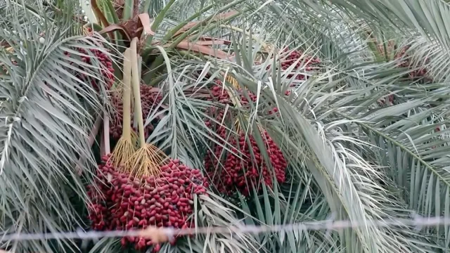 عذوق من التمر الأحمر تتدلى بين سعف نخلة، صورة أرشيفية