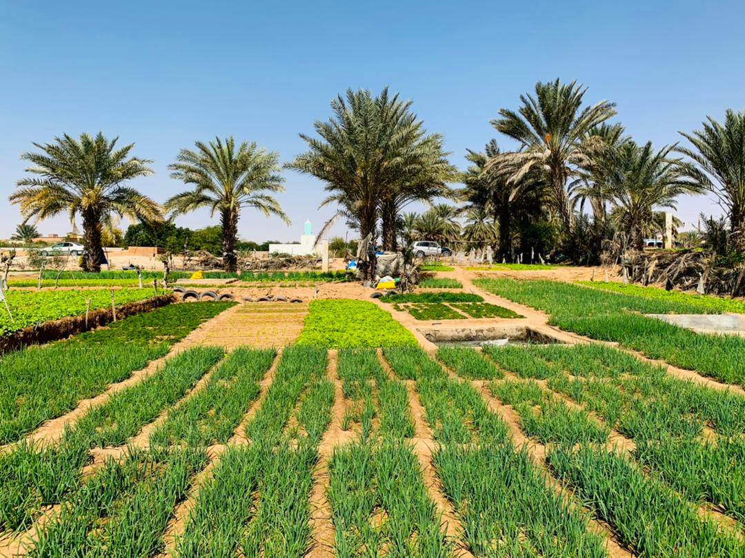 ندرة المياه..أزمة تؤرق مزارعي نواكشوط