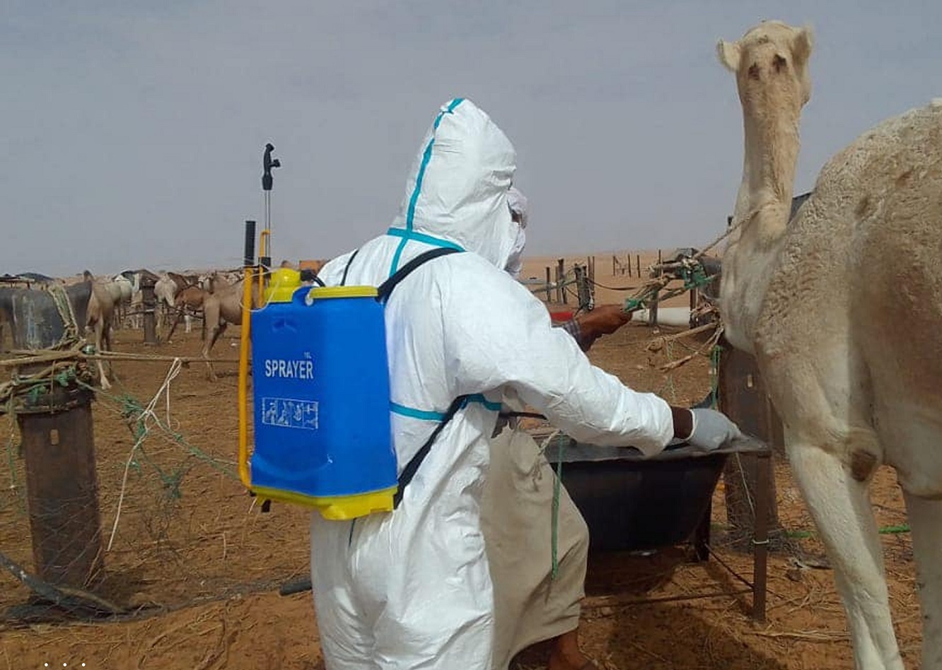 موريتانيا: تسجيل 216 إصابة بحمى الوادي المتصدع في عدة ولايات