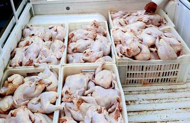 موريتانيا: مصادرة أطنان من الدجاج المجمد لعدم صلاحيتها للاستهلاك