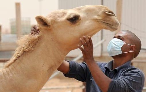54 وفاة بسبب حمى الوادي المتصدع والدفتيريا في موريتانيا