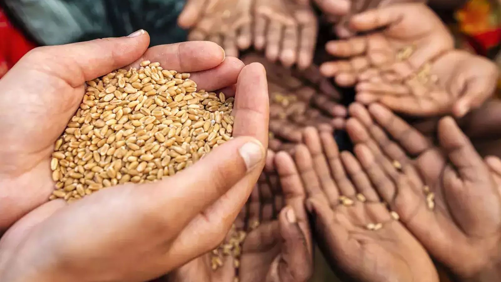 الأمم المتحدة: 345 مليون شخص يواجهون انعدام الأمن الغذائي