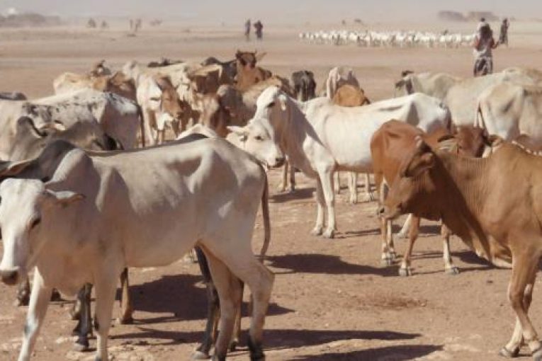 موريتانيا: الحكومة تعلن تحصينا مجانيا للثروة الحيوانية