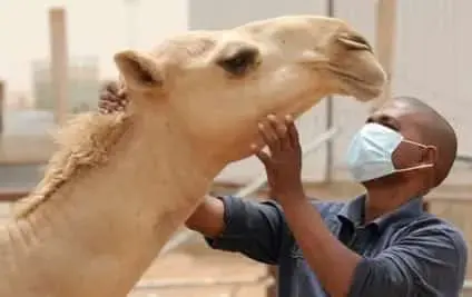 تقديرات أممية: وفاة 14 شخصاً بحمى الوادي المتصدع في موريتانيا