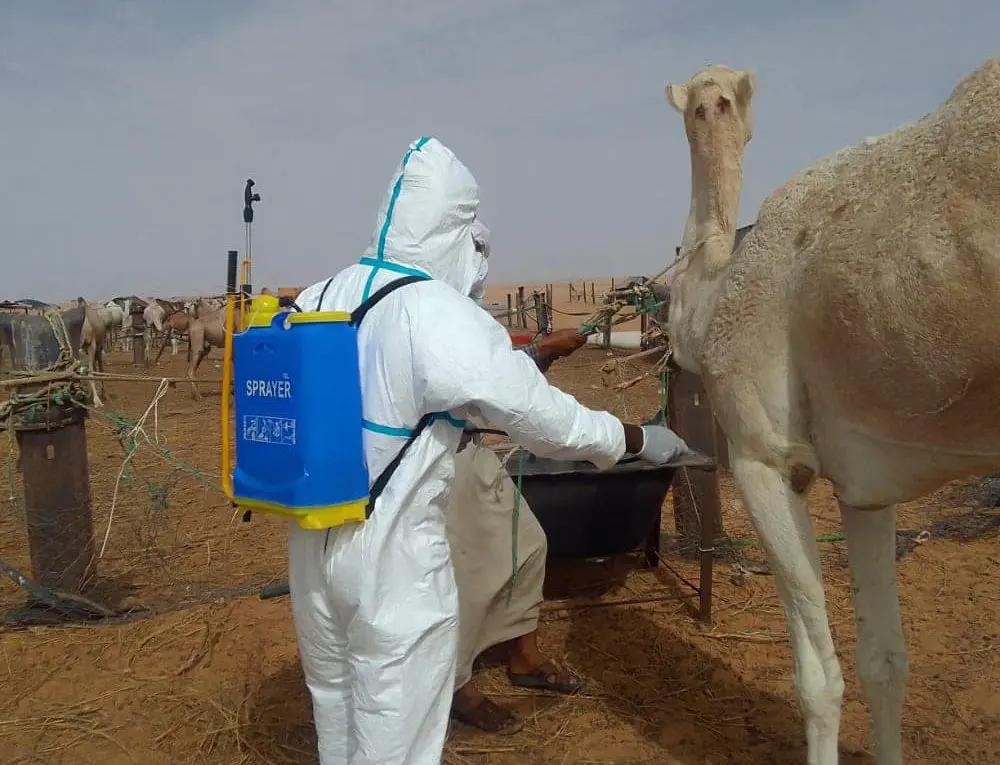 ارتفاع بؤر حمى الوادي المتصدع في موريتانيا إلى 57 بؤرة في 11 ولاية