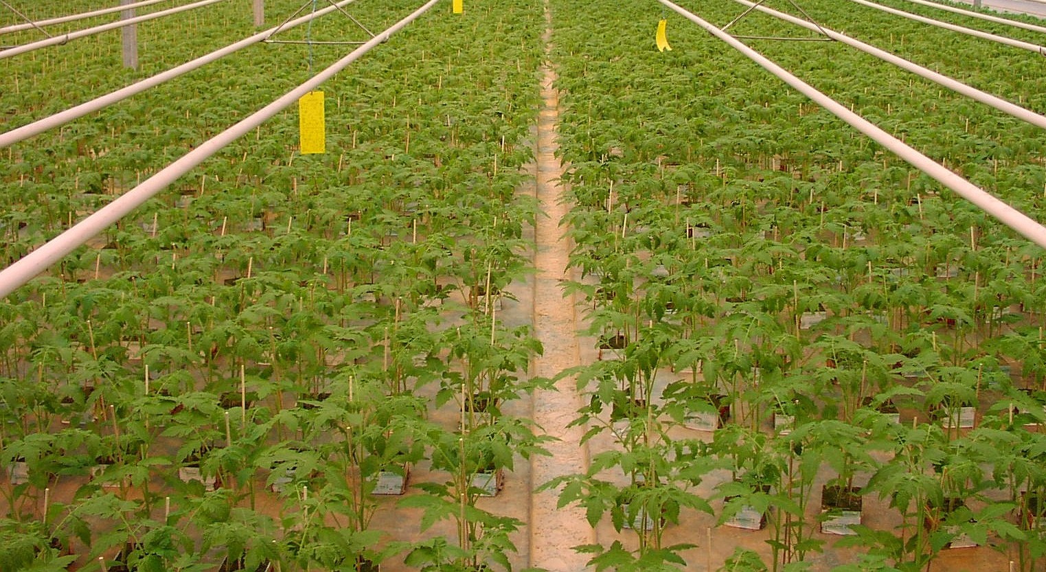 تقديرات رسمية: موريتانيا تقترب من تحقيق اكتفاء ذاتي في الخضروات بنسبة 84% خلال 2026