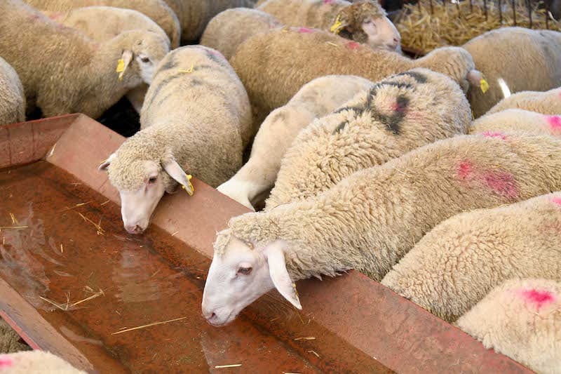 إسبانيا: مربو المواشي يطالبون بتسهيل تصدير الأغنام إلى الجزائر