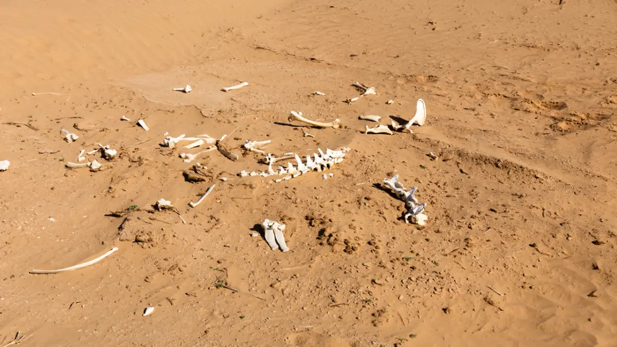 تشاد: العثور على جثث 27 شخصا بعد أكثر من عام على فقدانهم