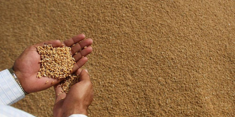 الدولية للمطاحن: نتوقع استمرار هبوط أسعار القمح في العالم