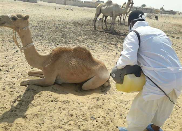 موريتانيا: تسجيل 6 وفيات جراء حمى الوادي المتصدع