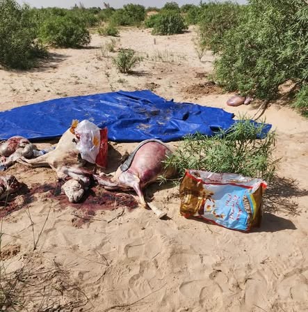 ضبط لحوم بأختام بيطرية مزورة في توجنين