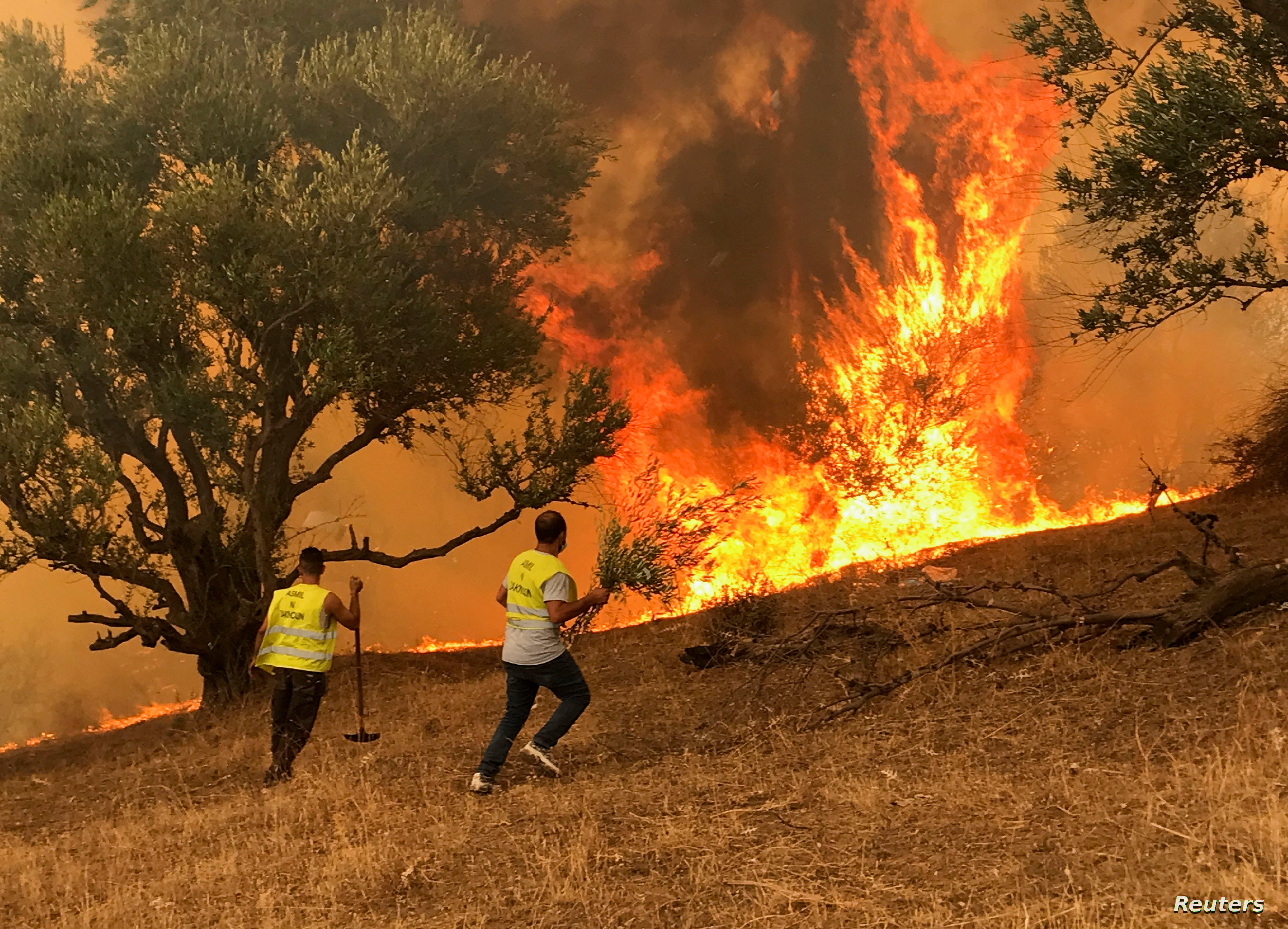 الجزائر: مقتل 34 شخصا جراء حرائق الغابات