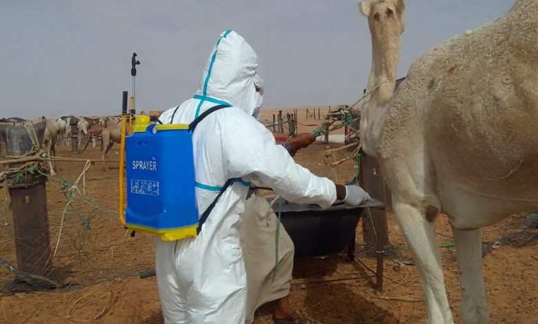 موريتانيا: تسجيل 305 حالات من حمى الوادي المتصدع