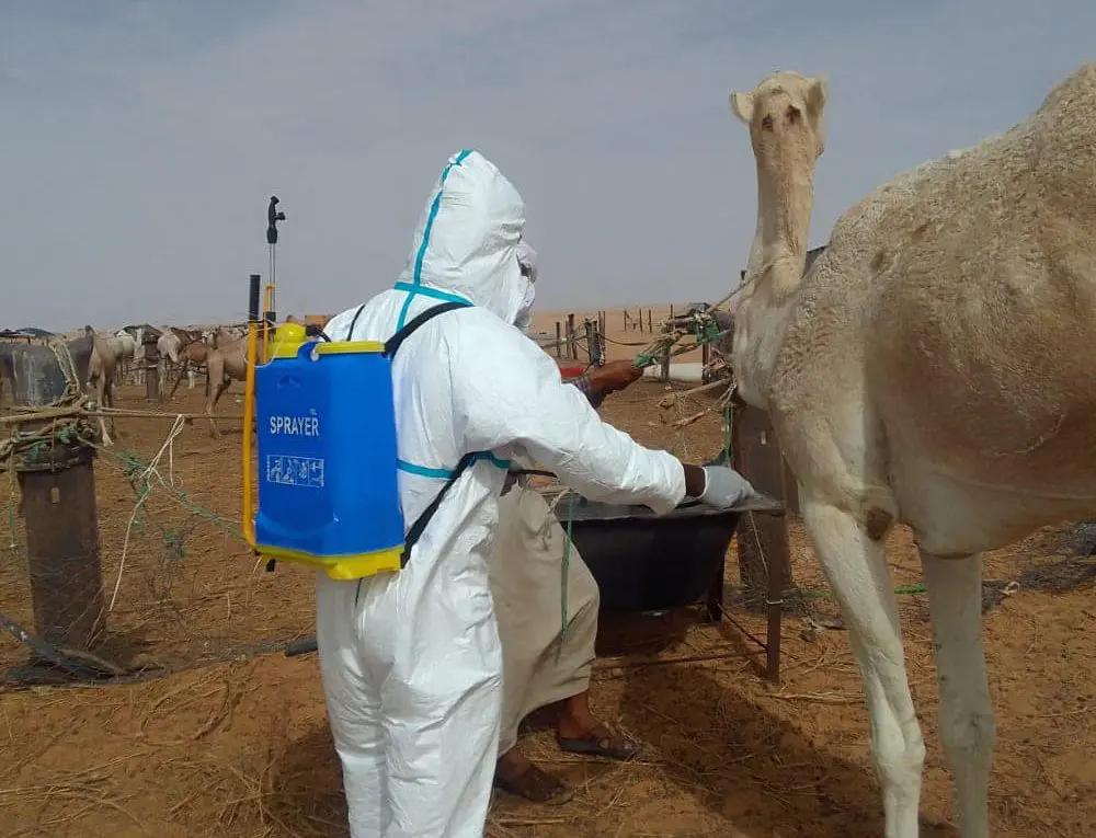 تسجيل 3 بؤر جديدة لحمى الوادي المتصدع في نواكشوط
