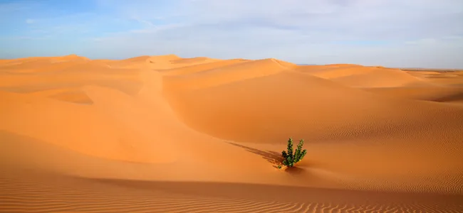 وزيرة البيئة: الصحاري تحتل 80٪ من مساحة البلاد منذ 2015