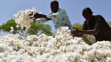 ارتفاع إنتاج القطن في بوركينا فاسو بنسبة 7%