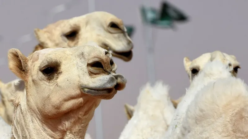 السلطات السعودية تشدد منع حقن البوتوكس في مسابقات جمال الإبل