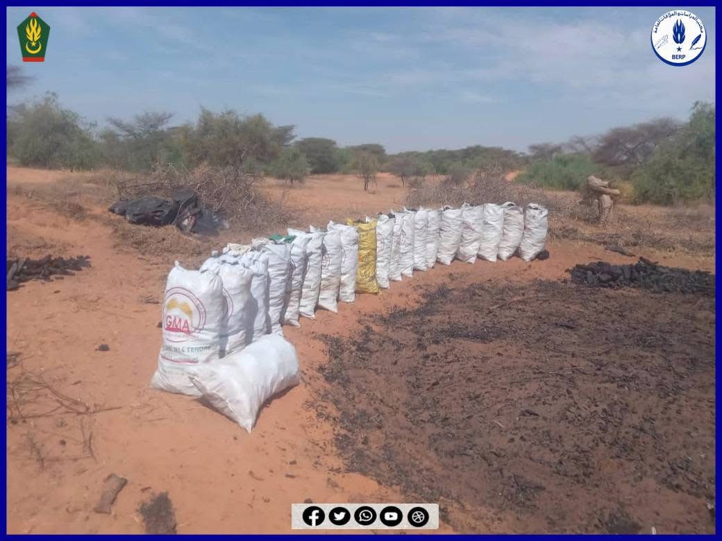 الدرك يوقف سبعة متهمين بقطع الأشجار وتحويلها إلى فحم داخل غابة بروصو