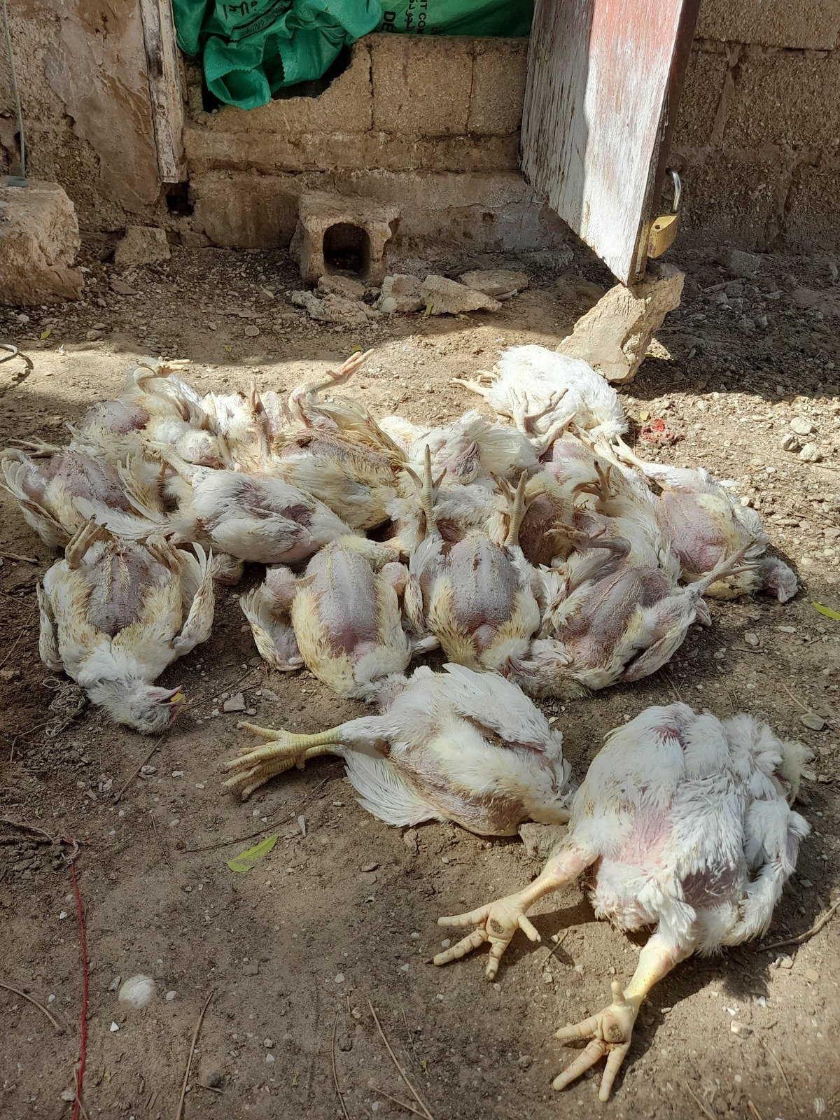 التنمية الحيوانية: الدواجن النافقة مصابة بفيروس نيوكاستل