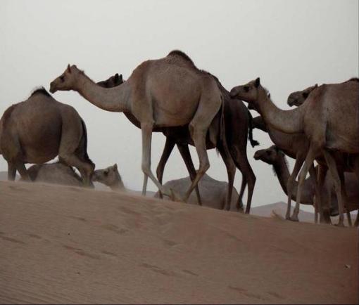 موريتانيا: السلطات تعلن تسجيل 95 حالة موجبة من حمى الوادي المتصدع
