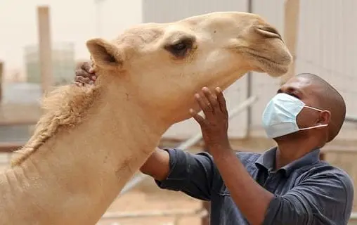 وزارة التنمية الحيوانية تعلن عن إجراءات  لمواجهة حمى الوادي المتصدع