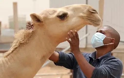 موريتانيا تسجل 46 إصابة بحمى الوادي المتصدع في 13 ولاية