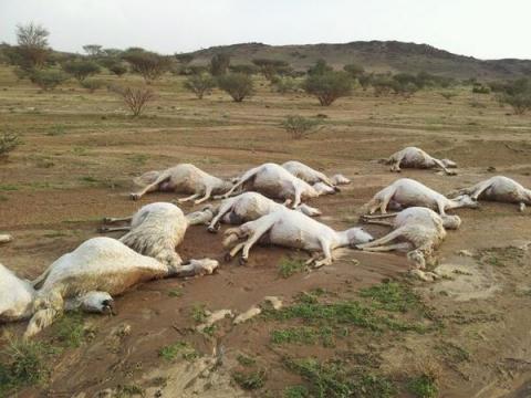 موريتانيا: نفوق 34 رأسا من الغنم جراء صاعقة رعدية