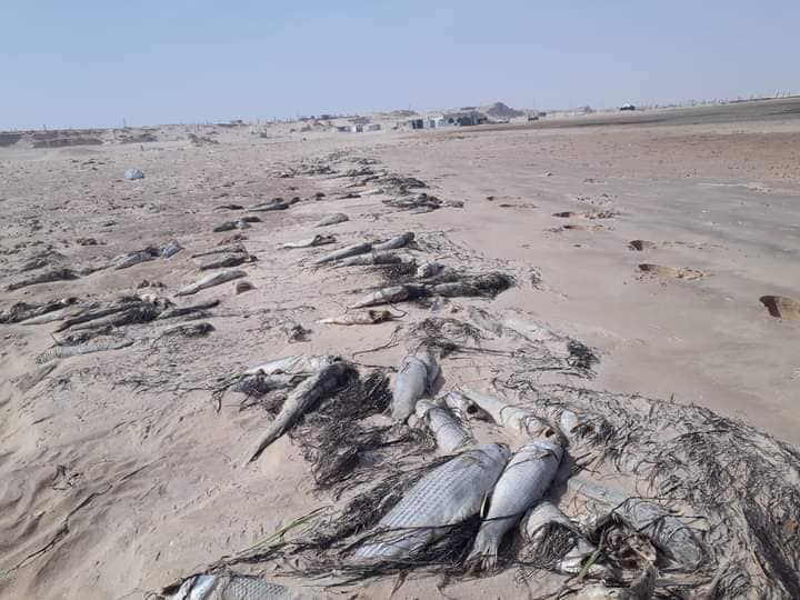 نفوق كميات من أسماك "البوري" في نواذيبو