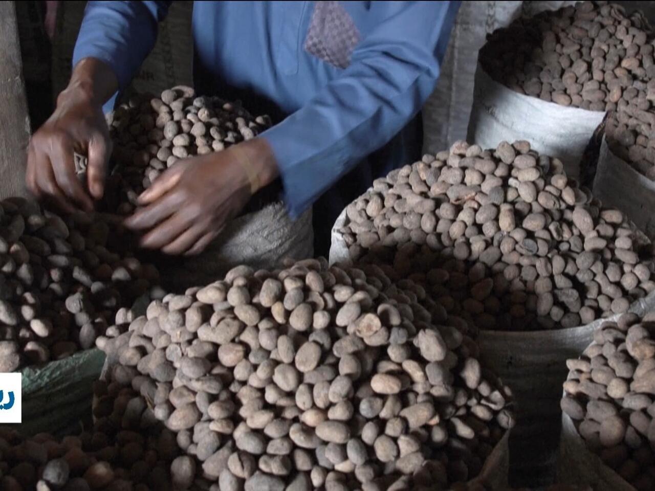 واغادوغو تنهي قيود تصدير حبوب الشيا